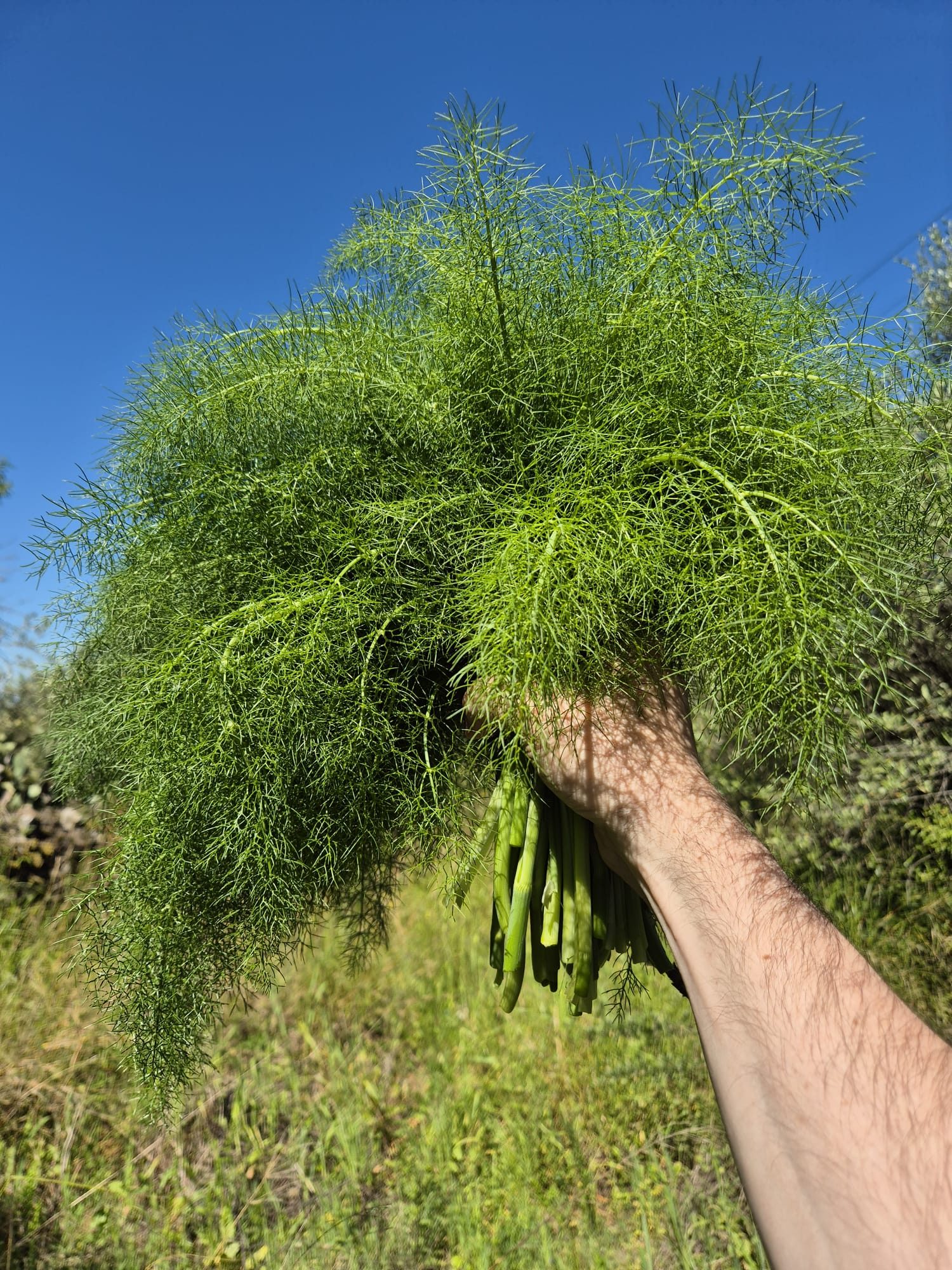 Wild fennel growing on the land near Cala Gonone