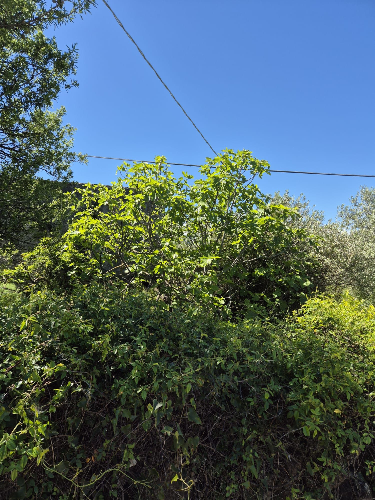 Mediterranean fig and olive vegetation on the project land