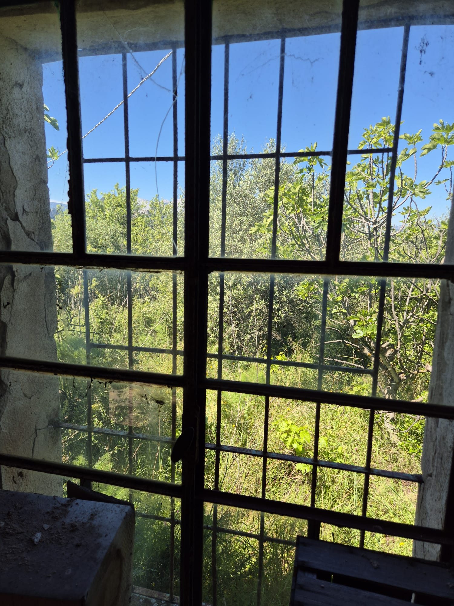 View from the old rural structure toward the vegetation